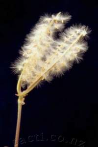 Awaiting a puff of wind, these seeds have recently been released from seedpods.