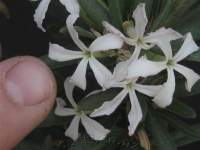 Very dainty flowers.