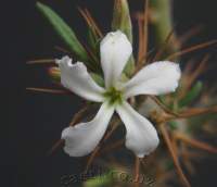 Closeup of flower.