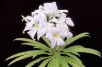 Flowers atop an older plant.