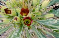 Close-up of flowers showing green throat.