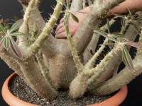 Closeup of trunk with narrow needlelike spines.