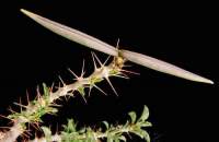 Pair of seed pods.