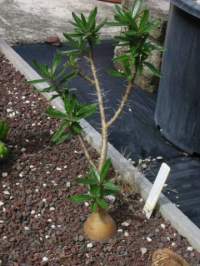 Growing outdoors in our nursery display (with best drainage).