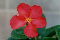 Gorgeous red flower.