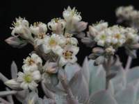 Flowers are Sedum flowers.