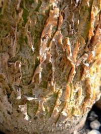 Papery peeling bark.