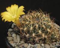 Sulcorebutia candiae kamiensis HS 188.