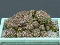 Sulcorebutia heinzii HS 151 pic6