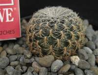 Sulcorebutia pedroensis HS 76