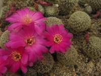 Sulcorebutia pedroensis HS 76 flowers.