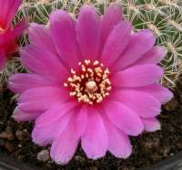 Large magenta flowers.