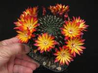 here's our Clone A, so-called, brilliantly two-toned flowers on a shiny body with medium length black spines.