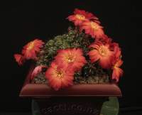 Sulcorebutia tuberculato-chrysantha Red flower form.