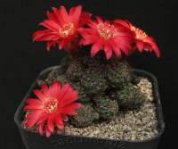 Sulcorebutia verticillacantha cuprea HS 140