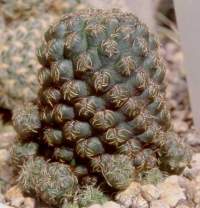 Sulcorebutia verticillacantha taratensis