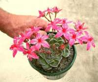 Gorgeous flowers even from a small plant.