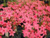 Massed flowers singing Christmas carols on 24th December.