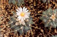 White flower in January.