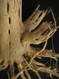 Skeleton wood, showing also the basal branches have skeleton wood too.