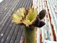 Flowers atop 3 m stem.