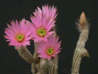 Closeup of flowers.