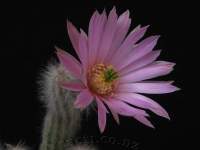 Closeup of flower. Curent name: Echinocereus schmollii.