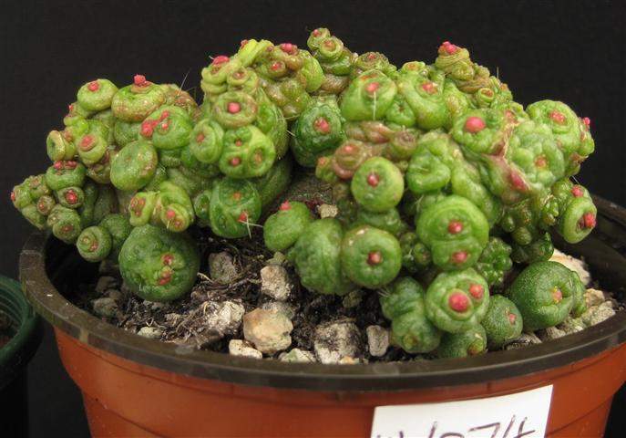 Mammillaria 'Fred'