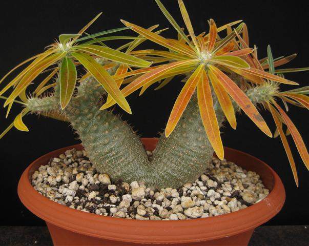Pachypodium rosulatum gracilius