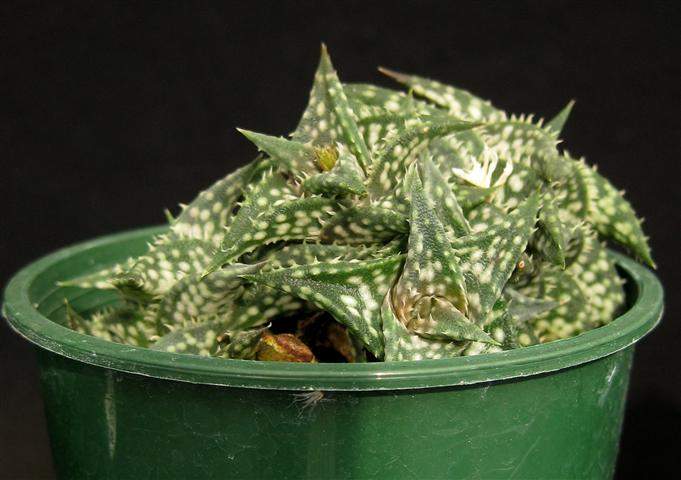 Aloe descoingsii