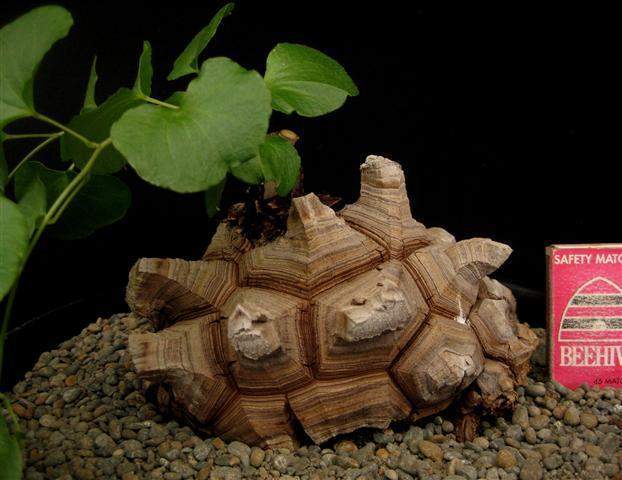 Dioscorea elephantipes