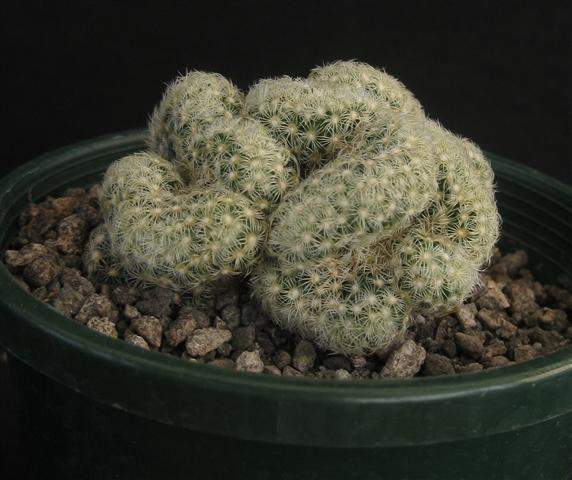 Mammillaria elongata Cristate