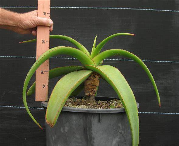 topper aloe vera Topper Memory Schaum main image 0