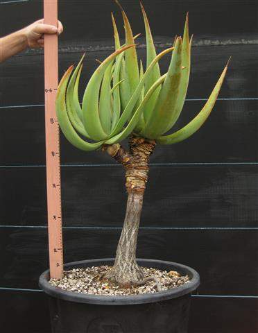 fake aloe Artificial Aloe Vera in Pot