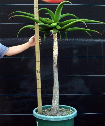 Aloe excelsa