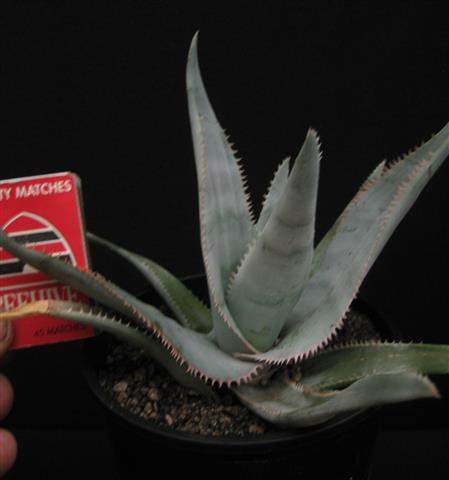 Aloe laeta