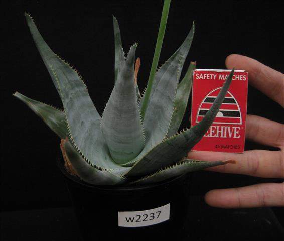 Aloe laeta