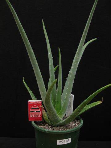 aloe vera getränk wo kaufen Vinut Original Aloe Vera Drink - 16.9 Ounces - Bravo Supermarket (745 Westchester Ave) main image 1