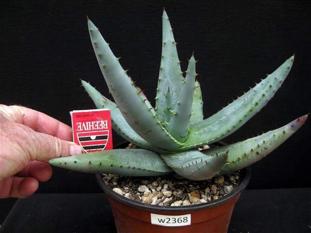 aloe vera stick Fresh Whole Aloe Vera Stick