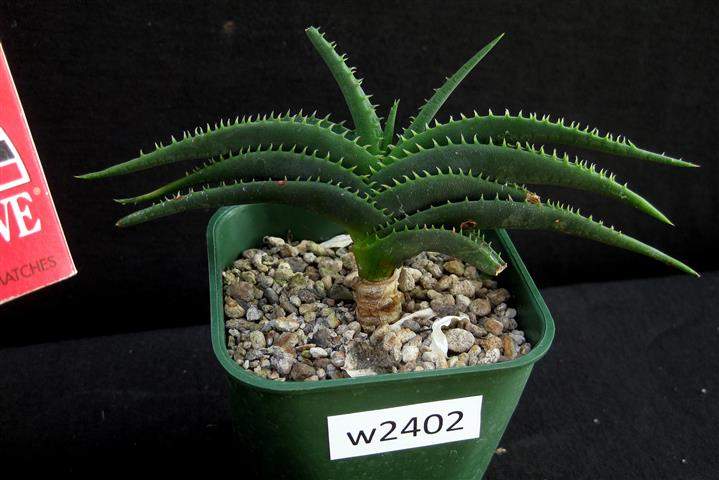 Aloe calcairophila