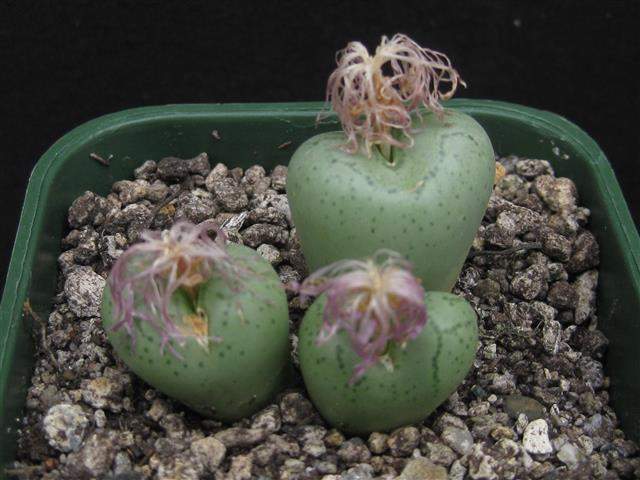 Conophytum ficiforme Worcester white flower コノフィツム フィシフォルメ 白花 Conophytum ficiforme - World of Succulents