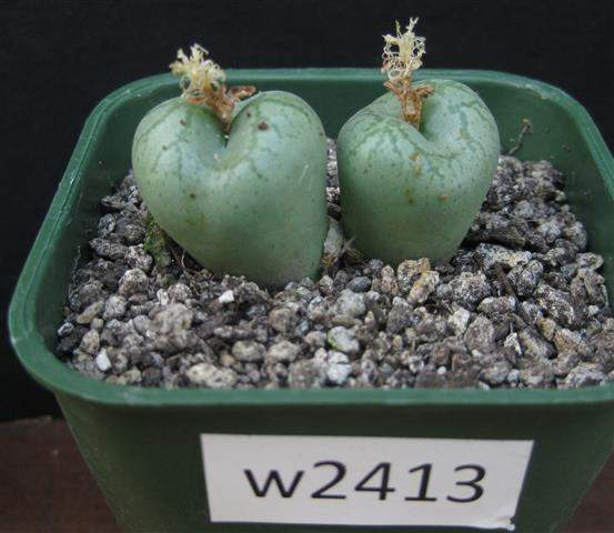 Conophytum ficiforme Worcester white flower コノフィツム フィシフォルメ 白花 Conophytum ficiforme - World of Succulents