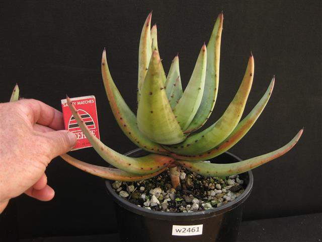 Aloe petricola