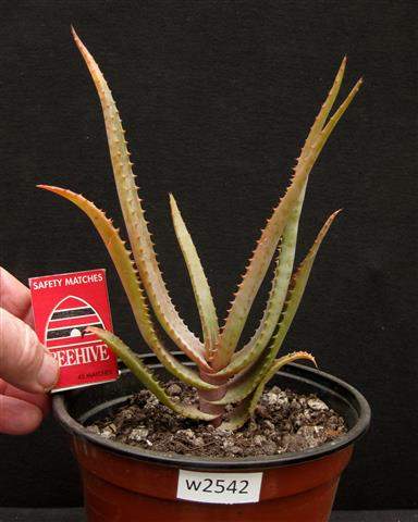 Aloe rupestris