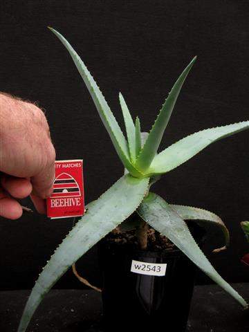 aloe vera living gel Earth Rhythm Certified Organic Aloe Vera Gel For Face