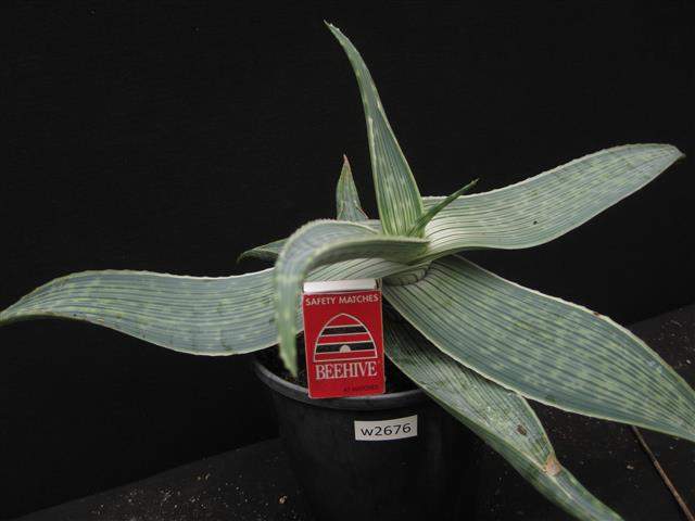 Aloe karasbergensis