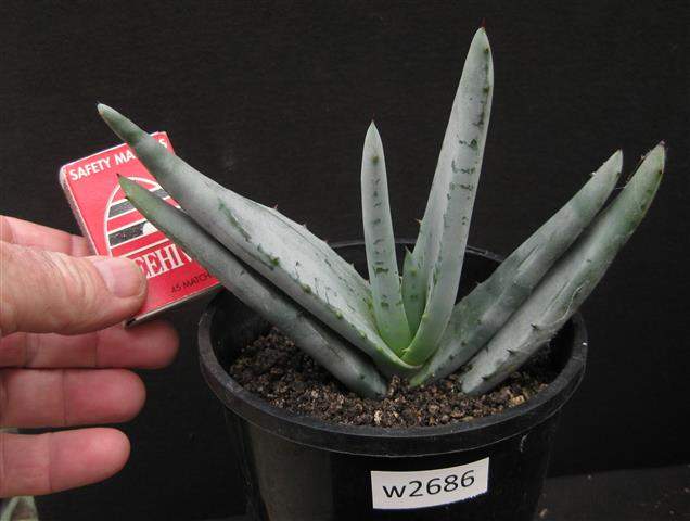 aloe vera products Aloe Vera Lotion - Nourishing & Hydrating Solution main image 0