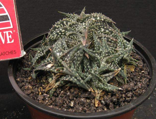 Aloe descoingsii