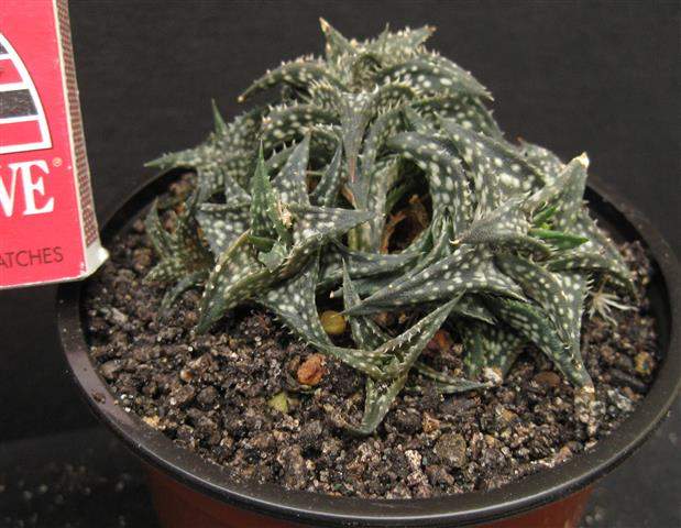 Aloe descoingsii