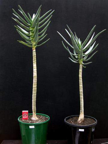 Aloe dichotoma